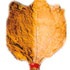Burley Tobacco